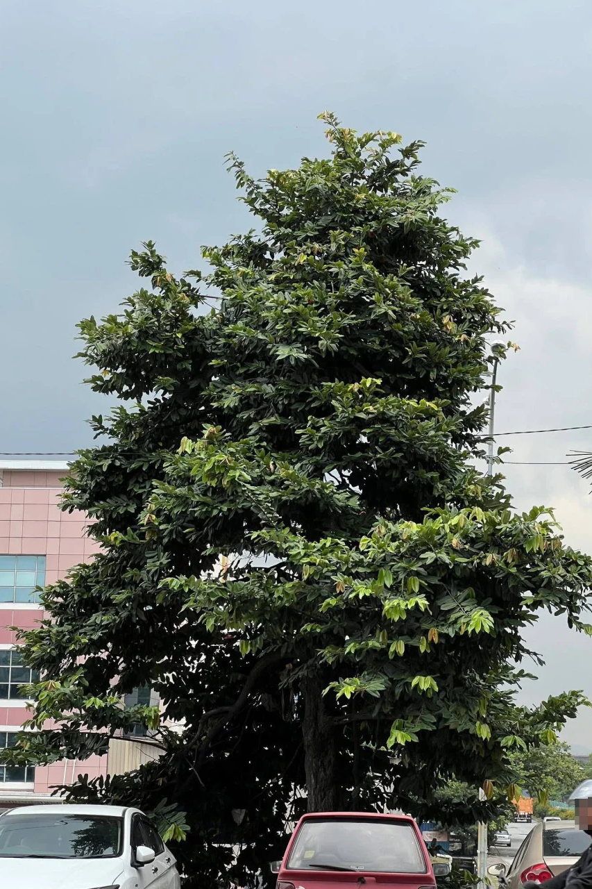 吉隆坡男子因收入中断住树上逾半年引关注