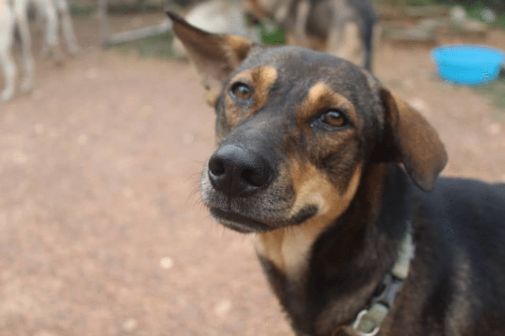 如何帮助流浪狗