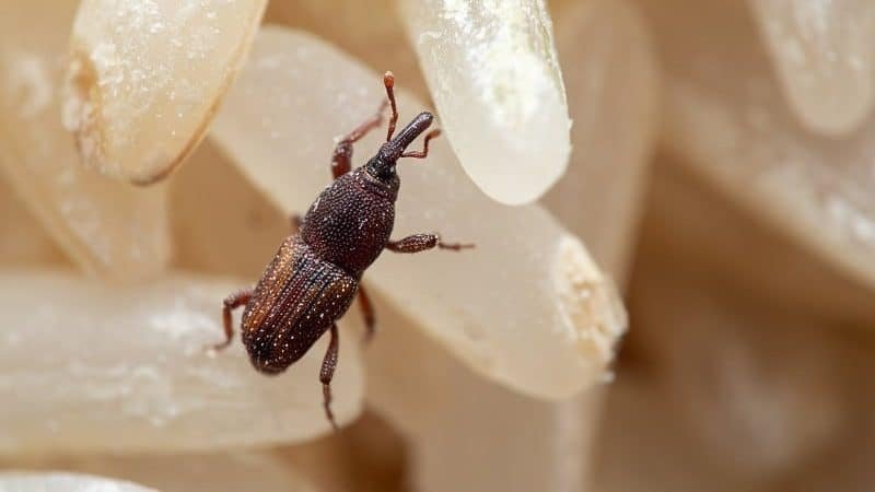 白米冷藏能防米虫？台湾农业部证实：高温潮湿环境冷藏保存效果更佳